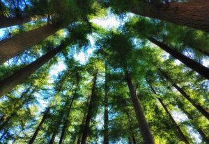 Russell Family Foundation Seeks to Catalyze Climate Finance